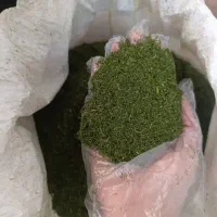 خروس محلی|حیوانات مزرعه|دهدشت, |دیوار