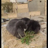 سرپرستی همستر و خرگوش هرچیزی دیگه