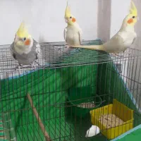جوجه طوطی عروس