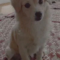 سگ اشپیتز گمشده