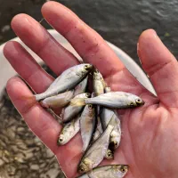 مرکز تولید و فروش انواع بچه ماهیان گرم آبی|ماهی|سنگر, |دیوار