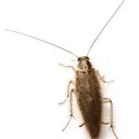 شرکت سمپاشی نانوفناوران