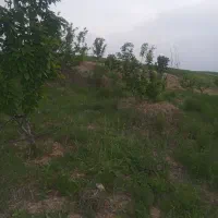 فروش-باغ