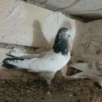 کفتر پرشی|پرنده|کرج, آق تپه|دیوار