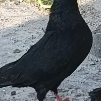 کبوتر زاغ اصل جفتی یک تومن|پرنده|یاسوج, |دیوار