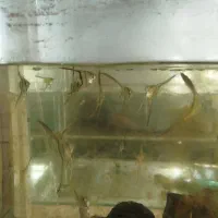آنجل تایگر چهل گیس