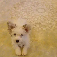 واگذاری سگ|سگ|تبریز, |دیوار