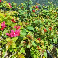 تولید وفروش خرده وعمده انواع گل حیاطی|گل و گیاه طبیعی|جهرم, |دیوار