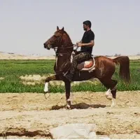 ی راس اسب نریان|اسب و تجهیزات اسب‌سواری|خمینی‌شهر, |دیوار