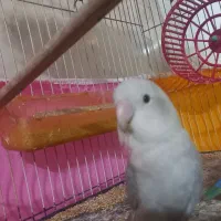 یک جفت کوتوله دستی