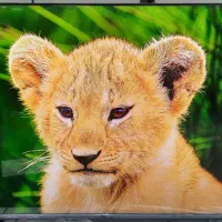 تلویزون ۶۵ اینچ جی پلاس