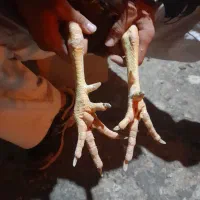 خروس لاری افغان|حیوانات مزرعه|پاکدشت, پاکدشت (مامازند)|دیوار