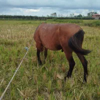 قاطر سال ۶ به ۷|اسب و تجهیزات اسبسواری|چوبر, |دیوار