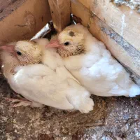 سفید نر گره