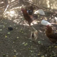 مرغ و خروس