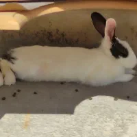 خرگوش|موش و خرگوش|آبدانان, |دیوار