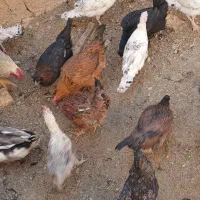 فروش مرغ وخروس وجوجه بوقلمون|حیوانات مزرعه|شهرکرد, |دیوار