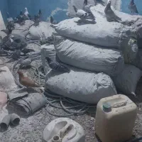 کبوتر