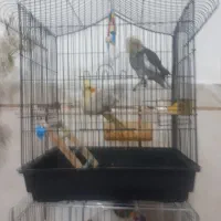 عروس هلندی سخنگو|پرنده|تاکستان, |دیوار