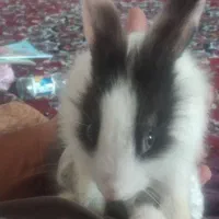 خرگوش