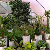 فروش گیاهان کادویی و ماندگار|گل و گیاه طبیعی|تبریز, |دیوار