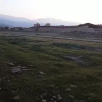 سگ پیدا شده