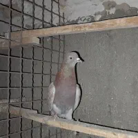 کبوتر انگلیسی و سرخ