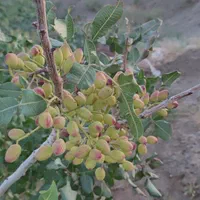 باغ پسته همراه با دوساعت آب شیرین|فروش دفتر صنعتی، کشاورزی، تجاری|سبزوار, رباط|دیوار