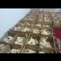 اردک جوجه رنگی گلپایگان|حیوانات مزرعه|ابریشم, |دیوار