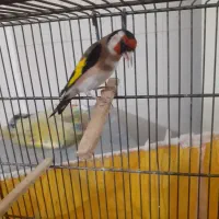 سیره|پرنده|خرم‌آباد, |دیوار