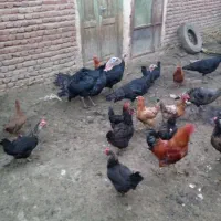 بوقلمون|حیوانات مزرعه|عجب شیر, |دیوار