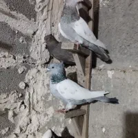 کفتر یاکبوتر|پرنده|شیراز, منطقه هوایی شهید دوران|دیوار