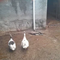 غاز|حیوانات مزرعه|دینور, |دیوار