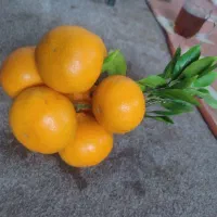 پرتقال نارنگی