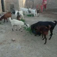 بز و بزغاله