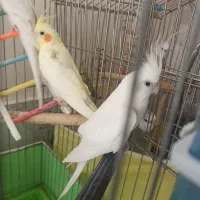 عروس هلندی نر ماده سخنگو|پرنده|کرج, اسدآباد|دیوار