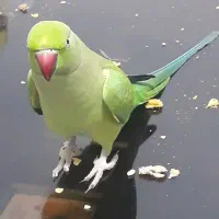 ملنگوسخنگو