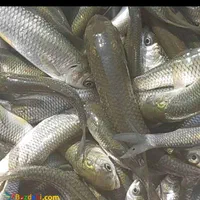 بچه ماهی کپور