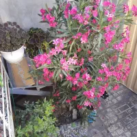 فروش ملک ویلایی ۱۳۰متری|فروش خانه و ویلا|نهاوند, |دیوار