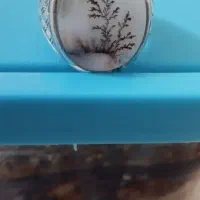 انگشتر شجر  تک درخت ناب