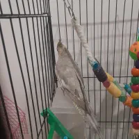 عروس هلندی|پرنده|رشت, دروازه لاکان|دیوار