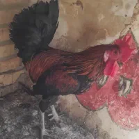 مرغ یک ساله ۲۵۰|حیوانات مزرعه|اهواز, سخیریه|دیوار