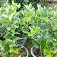 یاس هلندی|گل و گیاه طبیعی|کلاچای, |دیوار