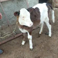 یک عدد گاو با گوساله ماده|حیوانات مزرعه|اشنویه, |دیوار