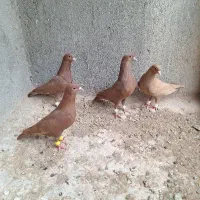 کبوتر کرمانی