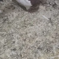 طوقی سرخ|حیوانات|اراک, |دیوار