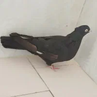 زاغ چشم نک سفید عروسک نوک ریز|پرنده|دهدشت, |دیوار