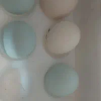 مرغ و خروس لاکندزی برهما گلین