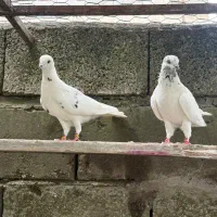 کبوتر پرشی کله دار