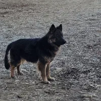 ماده ژرمن  شپرد دو ساله